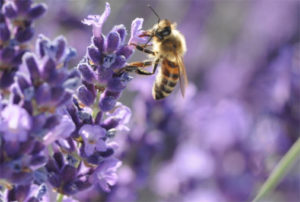 featured-image